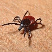 Lyme disease is a bacterial infection