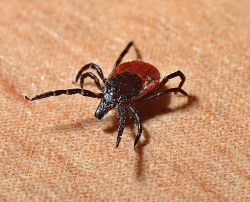 Lyme disease is a bacterial infection