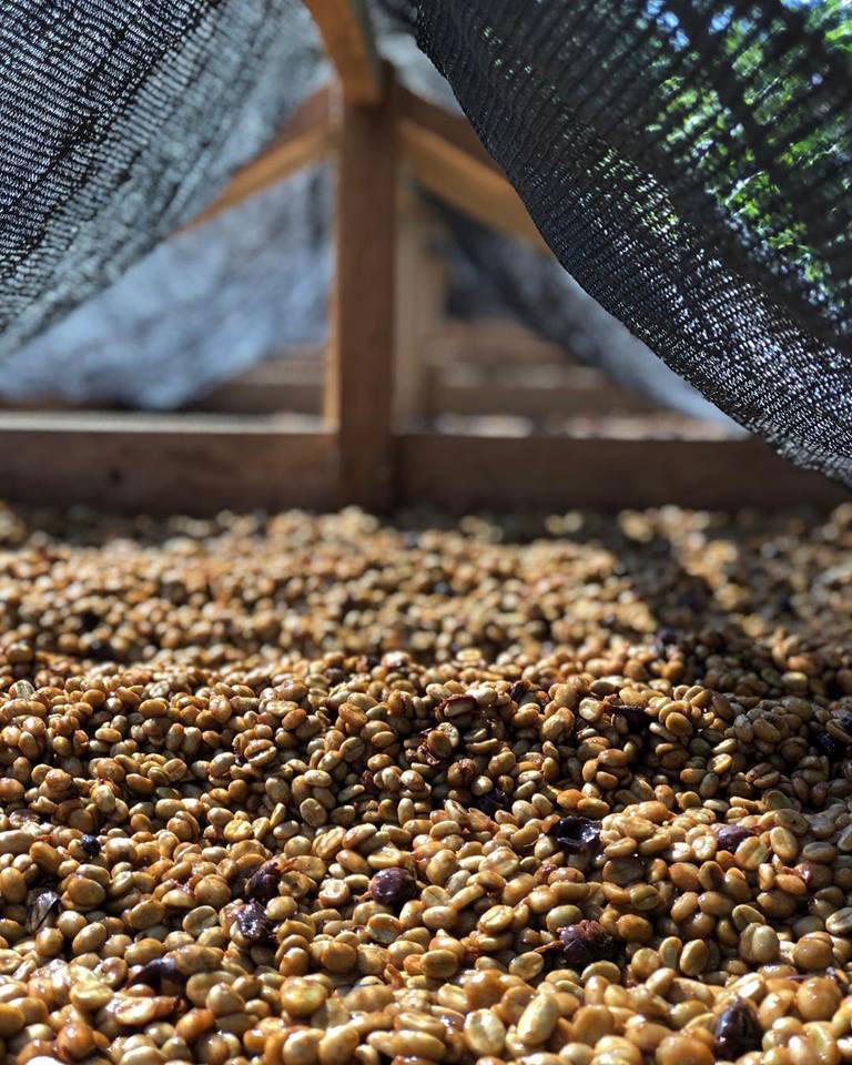 Guatemala Organic Green Coffee Beans