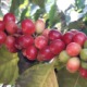 Guatemala Coffee Health Benefits
