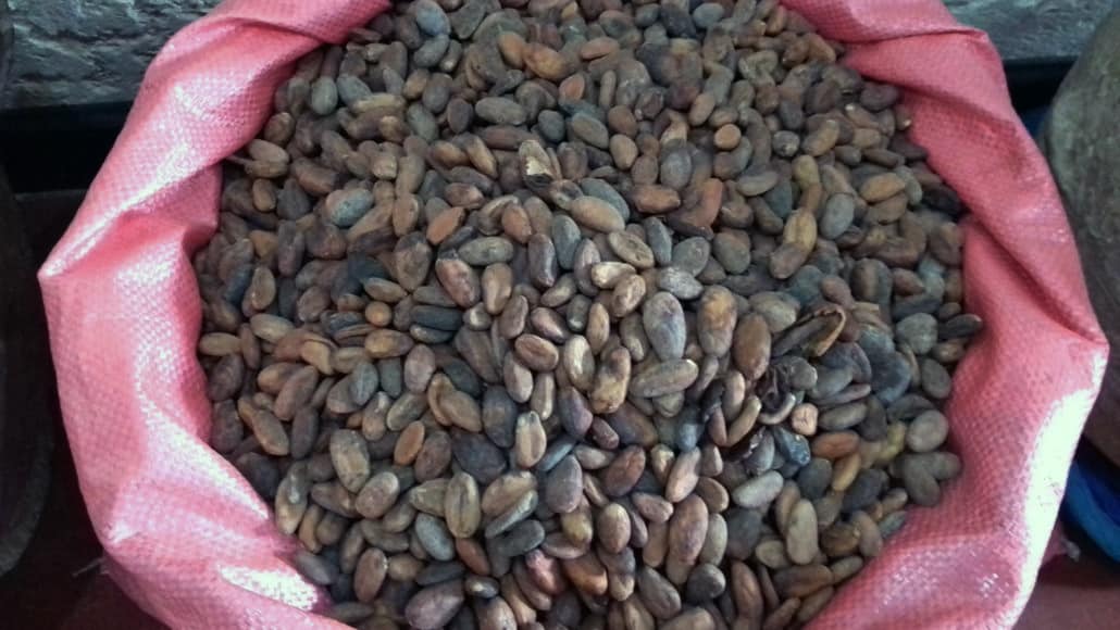 Guatemala Cacao Health Benefits Beans