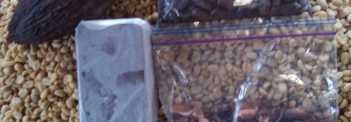 Guatemalan cacao