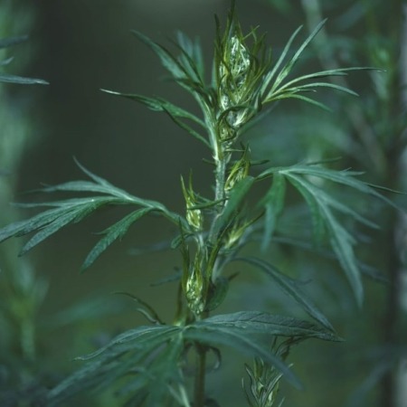 Mugwort is used for