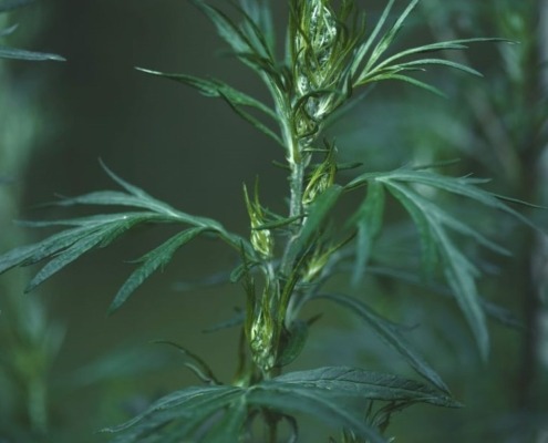Mugwort is used for