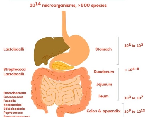 Kinds of Probiotic