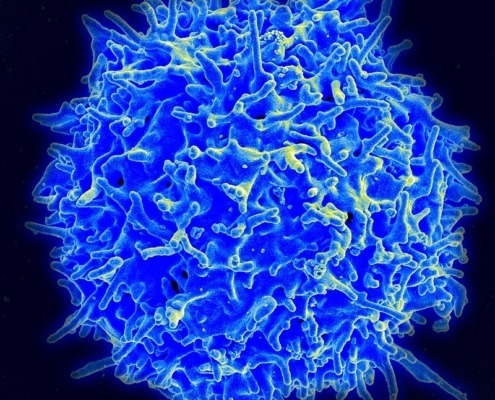 What do T cells do for cancer?