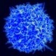What do T cells do for cancer?