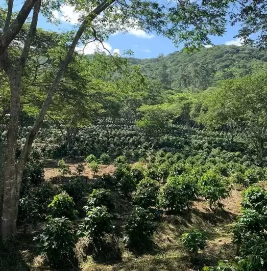 Guatemala Coffee Health Benefits