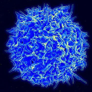 How do T Cells Activate?