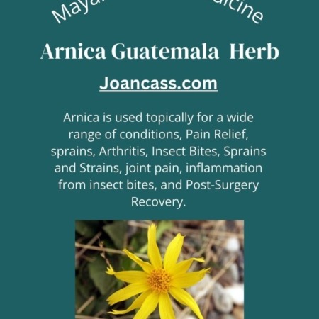 Arnica Guatemala Perennial Herb