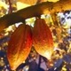 Pure Cacao Healthy Compounds