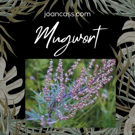 Mugwort Single Origin Herbs
